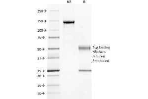 SDS-PAGE Analysis Purified GNAQ Mouse Monoclonal Antibody (GNAQ/2434). (GNAQ anticorps)