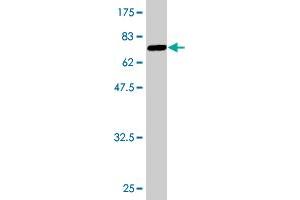Western Blot detection against Immunogen (64.