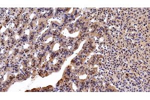 Detection of ALCAM in Human Adrenal gland Tissue using Monoclonal Antibody to Activated Leukocyte Cell Adhesion Molecule (ALCAM) (CD166 anticorps  (AA 28-527))