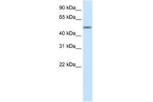 HSZFP36 antibody used at 0. (ZNF823 anticorps  (Middle Region))
