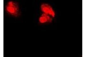 Immunofluorescent analysis of PSMA5 staining in U2OS cells. (PSMA5 anticorps)
