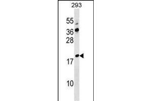 LYZL4 Antibody (Center) (ABIN1538359 and ABIN2849592) western blot analysis in 293 cell line lysates (35 μg/lane). (Lysozyme-Like 4 anticorps  (AA 37-63))