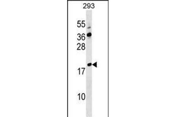 Lysozyme-Like 4 anticorps  (AA 37-63)