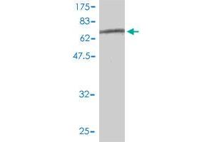 Western Blot detection against Immunogen (69.