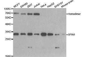 Western blot analysis of extracts of various cell lines, using SPIN1 antibody (ABIN5973464) at 1/1000 dilution.