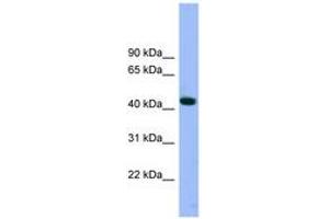 Image no. 1 for anti-ARP3 Actin-Related Protein 3 (ACTR3) (AA 35-84) antibody (ABIN6743623) (ACTR3 anticorps  (AA 35-84))