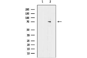 Western blot analysis of lysates from PC-3 cells, using ENOX2 Antibody.