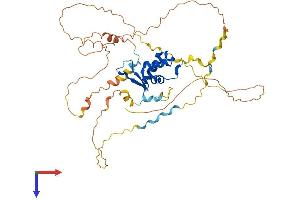 AlphaFold protein structure predicition of Mouse Recombinant Foxb2 Protein, UniprotID Q64733