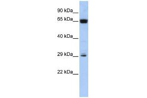 MGC45491 antibody used at 1 ug/ml to detect target protein. (MGC45491 (Middle Region) anticorps)