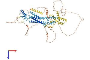 AlphaFold protein structure predicition of Mouse Recombinant Panx2 Protein, UniprotID Q6IMP4
