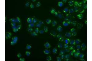 Image no. 2 for anti-Nucleotide Exchange Factor SIL1 (SIL1) antibody (ABIN1496810) (SIL1 anticorps)