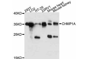 Western blot analysis of extracts of various cell lines, using CHMP1A antibody (ABIN5997438) at 1:3000 dilution. (CHMP1A anticorps)