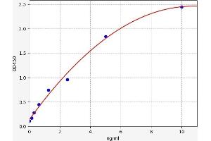 Dickkopf 2 Homolog (DKK2) ELISA Kit