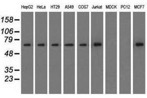 Image no. 2 for anti-Sorting Nexin 9 (SNX9) antibody (ABIN1501049) (SNX9 anticorps)