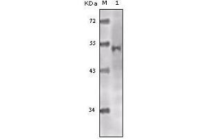 Western blot analysis using Tip60 mouse mAb against truncated Tip60 recombinant protein.