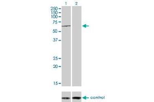 Western blot analysis of TESK2 over-expressed 293 cell line, cotransfected with TESK2 Validated Chimera RNAi (Lane 2) or non-transfected control (Lane 1).