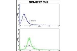 Flow cytometric analysis of NCI- cells using CUL5 Antibody (C-term)(bottom histogram) compared to a negative control cell (top histogram). (Cullin 5 anticorps  (C-Term))