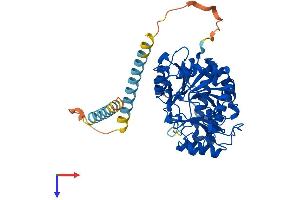 AlphaFold protein structure predicition of Human Recombinant MGAT1 Protein, UniprotID P26572