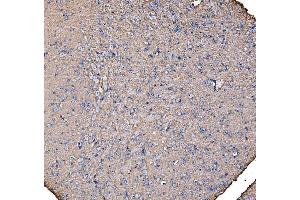 IHC analysis of IRBIT/AHCYL1 using anti-IRBIT/AHCYL1 antibody (ABIN7600030). (AHCYL1 anticorps  (AA 14-57))