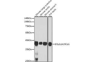 Western blot analysis of extracts of various cell lines, using BCL2L14/BCL2L14/BCLG antibody (ABIN7265865) at 1:1000 dilution.