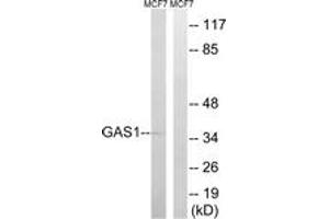 Western Blotting (WB) image for anti-Growth Arrest-Specific 1 (GAS1) (AA 241-290) antibody (ABIN2890357) (GAS1 anticorps  (AA 241-290))