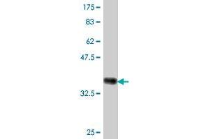 Western Blot detection against Immunogen (36.
