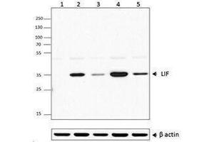 Flow Cytometry (FACS) image for anti-Leukemia Inhibitory Factor (LIF) antibody (ABIN2665228) (LIF anticorps)