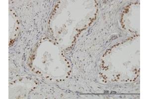 Image no. 3 for anti-CLK3 (CLK3) (AA 36-136) antibody (ABIN598616) (CLK3 anticorps  (AA 36-136))