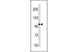 ESCO1 Antibody (C-term) (ABIN1881316 and ABIN2843281) western blot analysis in 293 cell line lysates (35 μg/lane). (ESCO1 anticorps  (C-Term))