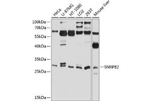 Western blot analysis of extracts of various cell lines, using SNRPB2 antibody (ABIN6132758, ABIN6148216, ABIN6148217 and ABIN6224824) at 1:1000 dilution. (SNRPB2 anticorps  (AA 1-150))