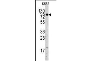 Western blot analysis of anti-EIF4B Antibody Pab in K562 cell line lysates (35ug/lane). (EIF4B anticorps  (C-Term))