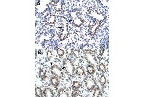 Immunohistochemical staining (Formalin-fixed paraffin-embedded sections) of human lung (A) and human kidney (B) with HEY1 polyclonal antibody  at 4-8 ug/mL working concentration. (HEY1 anticorps  (C-Term))