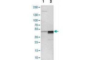 Western blot analysis of cell lysates with PAWR polyclonal antibody  at 1:250-1:500 dilution. (PAWR anticorps)