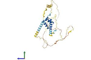 AlphaFold protein structure predicition of Human Recombinant NKX2-5 Protein, UniprotID P52952