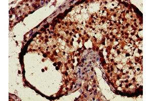 Immunohistochemistry of paraffin-embedded human testis tissue using ABIN7146852 at dilution of 1:100