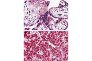 Immunohistochemical staining of formalin-fixed, paraffin-embedded human placenta (A) and human adrenal gland (B) tissue after heat-induced antigen retrieval. (HTR2A anticorps  (Cytoplasmic Domain))