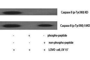 Western Blot (WB) analysis of specific cells using Caspase-8 Polyclonal Antibody. (Caspase 8 anticorps  (Ser2))