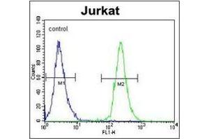 Flow cytometric analysis of Jurkat cells using POTEB Antibody (C-term) Cat.