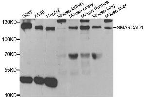 Western blot analysis of extracts of various cell lines, using SMARCAD1 antibody. (SMARCAD1 anticorps)