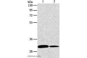 Western blot analysis of NIH/3T3 and A172 cell, using ATG5 Polyclonal Antibody at dilution of 1:475 (ATG5 anticorps)