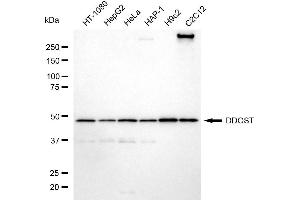 Western blotting analysis using DDOST antibody (ABIN7798384).