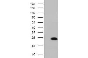 Western Blotting (WB) image for anti-MOB Kinase Activator 1B (MOB1B) antibody (ABIN1499533) (MOBKL1A anticorps)
