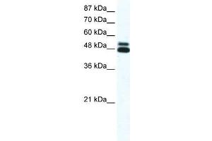 CHRNB2 antibody (70R-10541) used at 2. (CHRNB2 anticorps  (N-Term))
