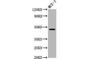 Western Blot Positive WB detected in: MCF-7 whole cell lysate All lanes: WDFY2 antibody at 5. (WDFY2 anticorps  (AA 2-114))