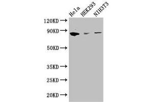 Western Blot Positive WB detected in: Hela whole cell lysate, HEK293 whole cell lysate, NIH/3T3 whole cell lysate All lanes: CHGB antibody at 2. (CHGB anticorps  (AA 328-677))