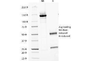 SDS-PAGE Analysis Purified PNA Mouse Monoclonal Antibody (PN-15). (CA9 anticorps)