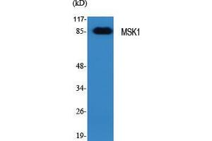 Western Blot (WB) analysis of specific cells using MSK1 Polyclonal Antibody. (MSK1 anticorps  (Tyr449))