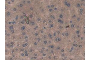 anti-CD274 (PD-L1) (AA 34-241) antibody