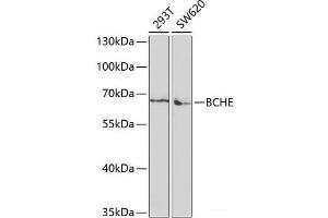 Western blot analysis of extracts of various cell lines using BCHE Polyclonal Antibody at dilution of 1:1000. (Butyrylcholinesterase anticorps)