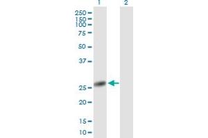 Western Blot analysis of NANP expression in transfected 293T cell line by NANP MaxPab polyclonal antibody. (NANP anticorps  (AA 1-248))